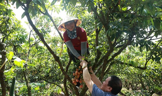 Độc đáo tour "miệt vườn" mùa vải chín. Ảnh: Nguyễn Thúy