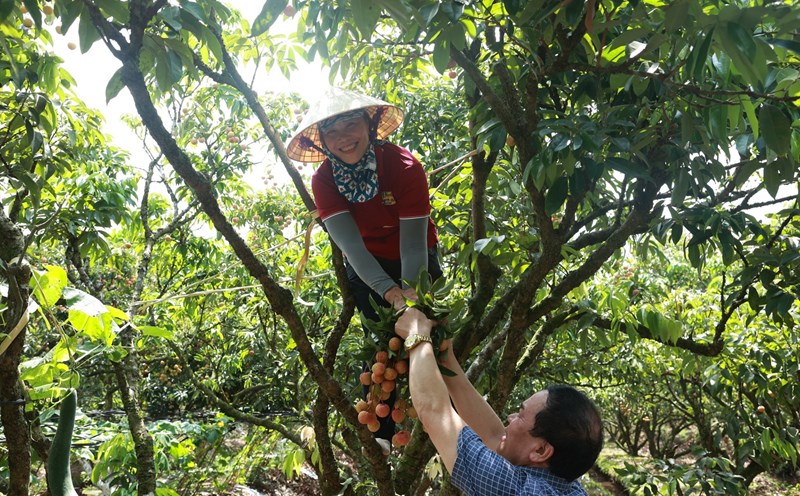 Độc đáo tour "miệt vườn" mùa vải chín. Ảnh: Nguyễn Thúy