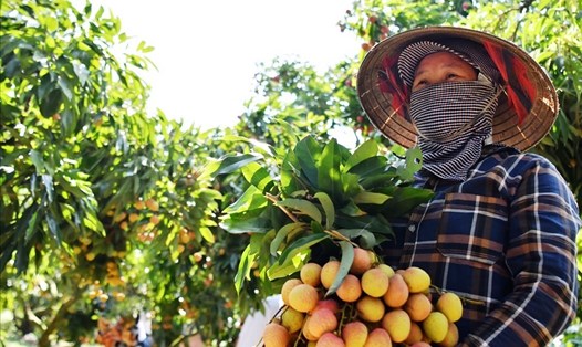 Vải thiều - đặc sản trái cây quý tại miền Bắc. Ảnh: Giang Nguyễn
