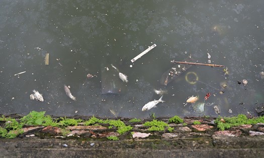 Hồ Tây bốc mùi hôi thối vì xác cá, rác thải trôi tấp nập quanh bờ. Ảnh: Hoài Luân