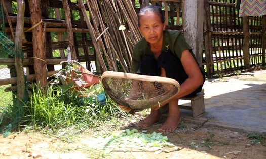 Bà Lô Thị Hải ở bản Xiềng Nứa (xã Yên Na huyện Tương Dương, Nghệ An) chế biến con bướm thành món ăn. Ảnh: Hà Thủy.