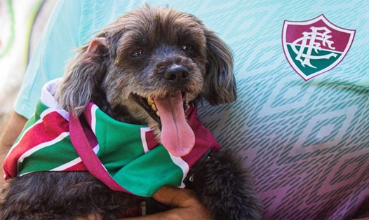 Chú chó Pretinha là "fan cuồng" của câu lạc bộ Fluminense. Ảnh: CLB Fluminense