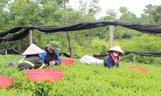 Mô hình trồng chè hữu cơ giúp hàng nghìn hộ nghèo tỉnh Thái Nguyên thoát nghèo bền vững. Ảnh: Sở LĐTBXH Thái Nguyên