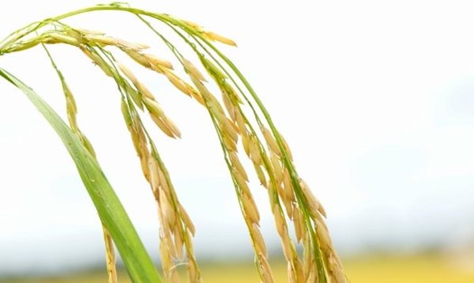 Giá gạo xuất khẩu của Việt Nam đang cao nhất trong nhóm các nước xuất khẩu gạo truyền thống. Ảnh: Tân Long