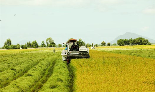 Dự báo xuất khẩu gạo sẽ lập kỉ lục mới trong năm 2023. Ảnh: Tân Long
