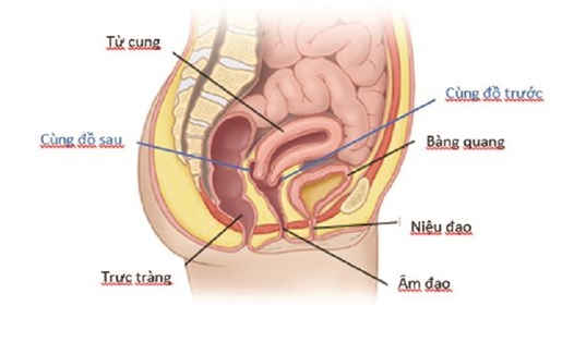 Hình ảnh minh họa vị trí cùng đồ trong cơ quan sinh dục nữ. Ảnh: Bệnh viện Hùng Vương