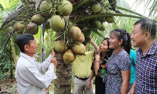 Chủ nhà vườn Cao Văn Lùng (bên trái), xã Hòa Tân, huyện Cầu Kè giới thiệu quả dừa sáp với du khách. Ảnh: TTXVN