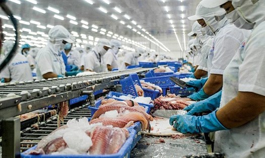 Sản lượng xuất khẩu cá tra 4 tháng đầu năm 2023 suy giảm so với cùng kỳ năm trước. Ảnh: VASEP 