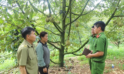 Vùng thủ phủ sầu riêng ở Lâm Đồng tăng cường bảo đảm an ninh trật tự cho người dân yên tâm thu hoạch. Ảnh: Bảo Lâm