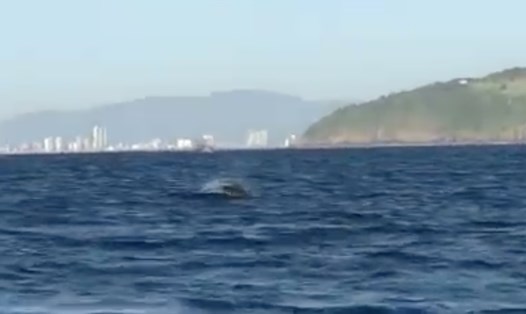 Một đàn cá heo được nhìn thấy bơi lội tung tăng ở biển Đà Nẵng. Ảnh chụp màn hình
