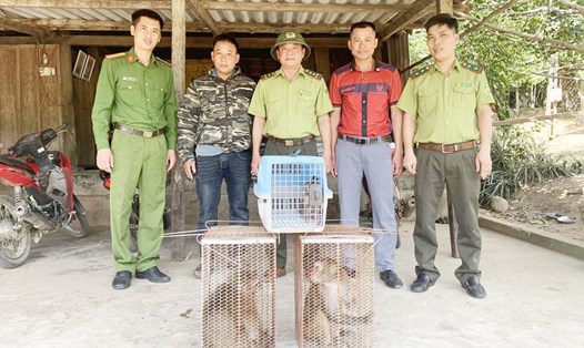 Anh Bắc (thứ 2 từ trái qua) bàn giao 3 cá thể khỉ vàng cho cán bộ Vườn Quốc gia Vũ Quang. Ảnh: Huyền Trang.