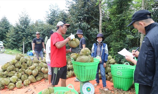 Nông dân ở huyện Đạ Huoai phấn khởi bước vào vụ thu hoạch sầu riêng trong niềm vui được mùa, được giá. Ảnh: Khánh Phúc