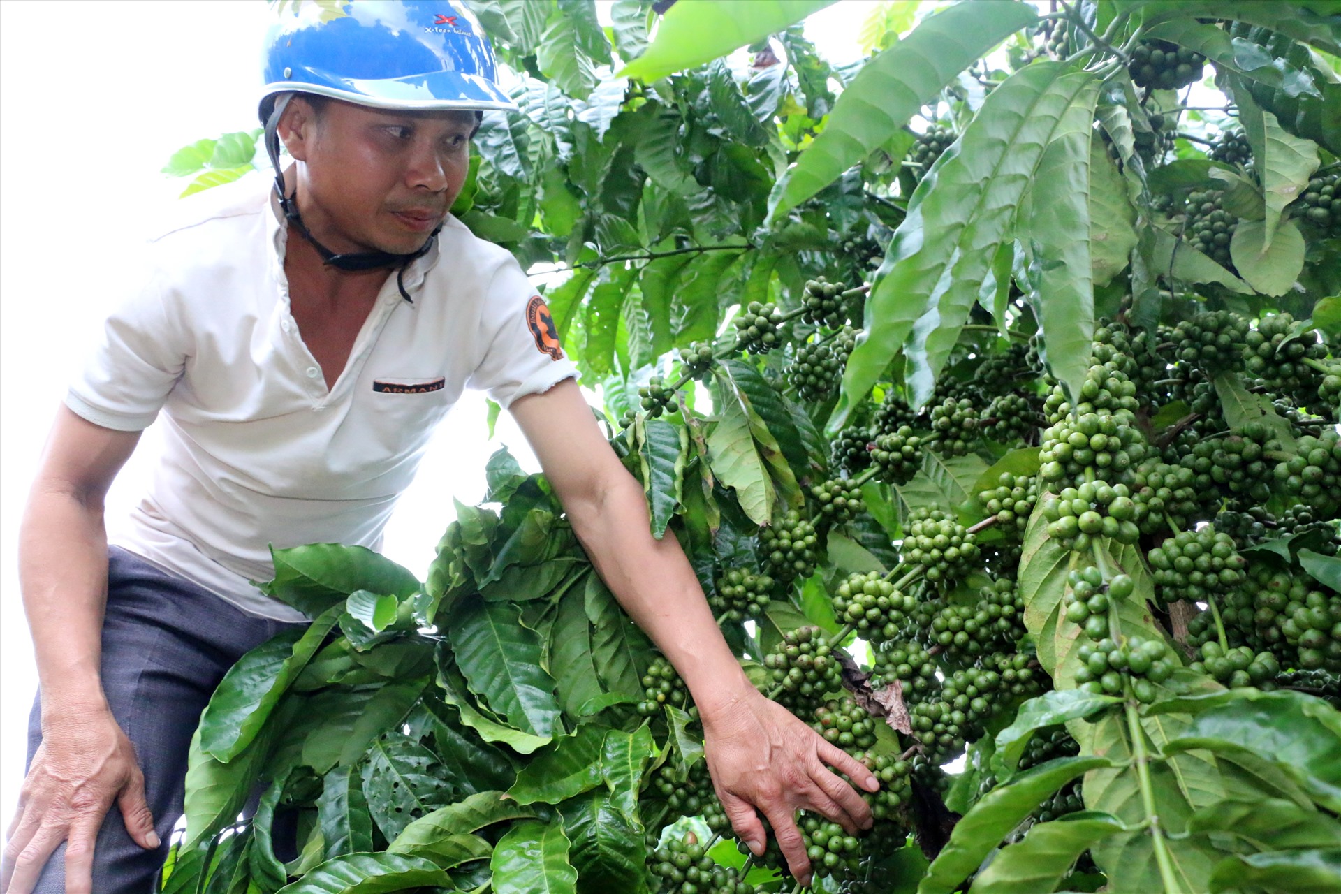 Nông dân Đắk Nông trẻ hóa vườn cà phê, cải thiện thu nhập