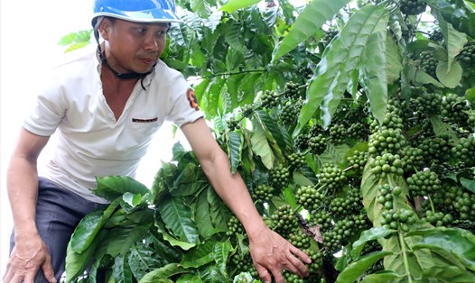 Chương trình tái canh, trẻ hóa những vườn cà phê già cỗi sẽ góp phần nâng cao năng suất, hiệu quả cho người nông dân. Ảnh: Phan Tuấn