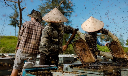 Xem người thợ săn mật ngọt hoa sú vẹt vườn quốc gia Xuân Thủy ở Nam Định. Ảnh: Lương Hà