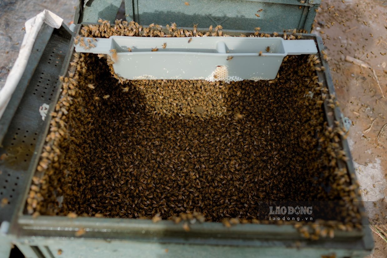 Một thùng đựng ong hay còn gọi là tổ ong (đàn ong) sẽ có một con ong chúa sinh sản và chỉ huy các ong thợ khác.
