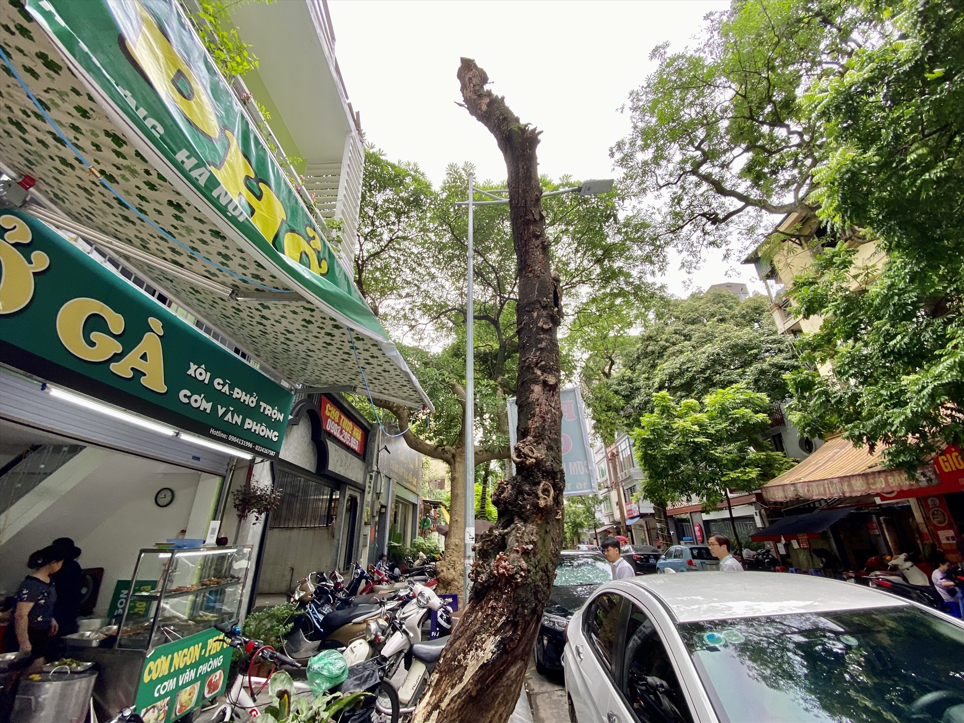 Cây hoa sữa trước nhà số 16 Thể Giao mục nát, tiềm ẩn nhiều nguy hiểm. Ảnh: Vĩnh Hoàng
