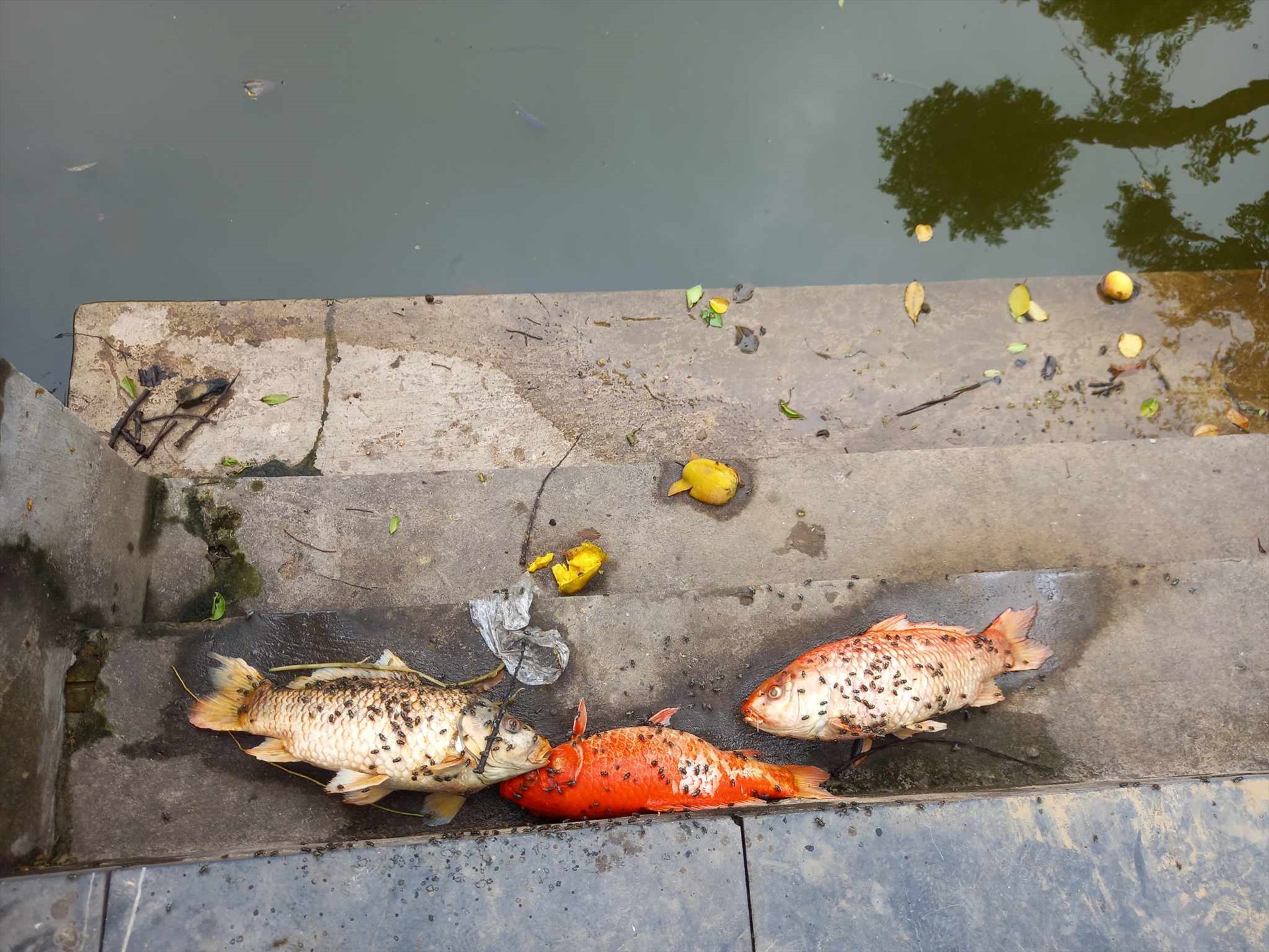 Tình trạng ô nhiễm tại chùa Bà Tấm. Ảnh Xuyên Đông