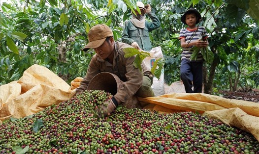 Nông dân Gia Lai thu hái hạt cà phê. Ảnh: Thanh Tuấn