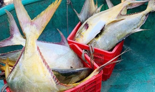 Tàu cá của anh Tĩnh làm chủ sau một đêm ra khơi trúng hơn 3 tấn cá vàng dương này, bán thu về hơn 600 triệu đồng. Ảnh: Kỳ Anh.
