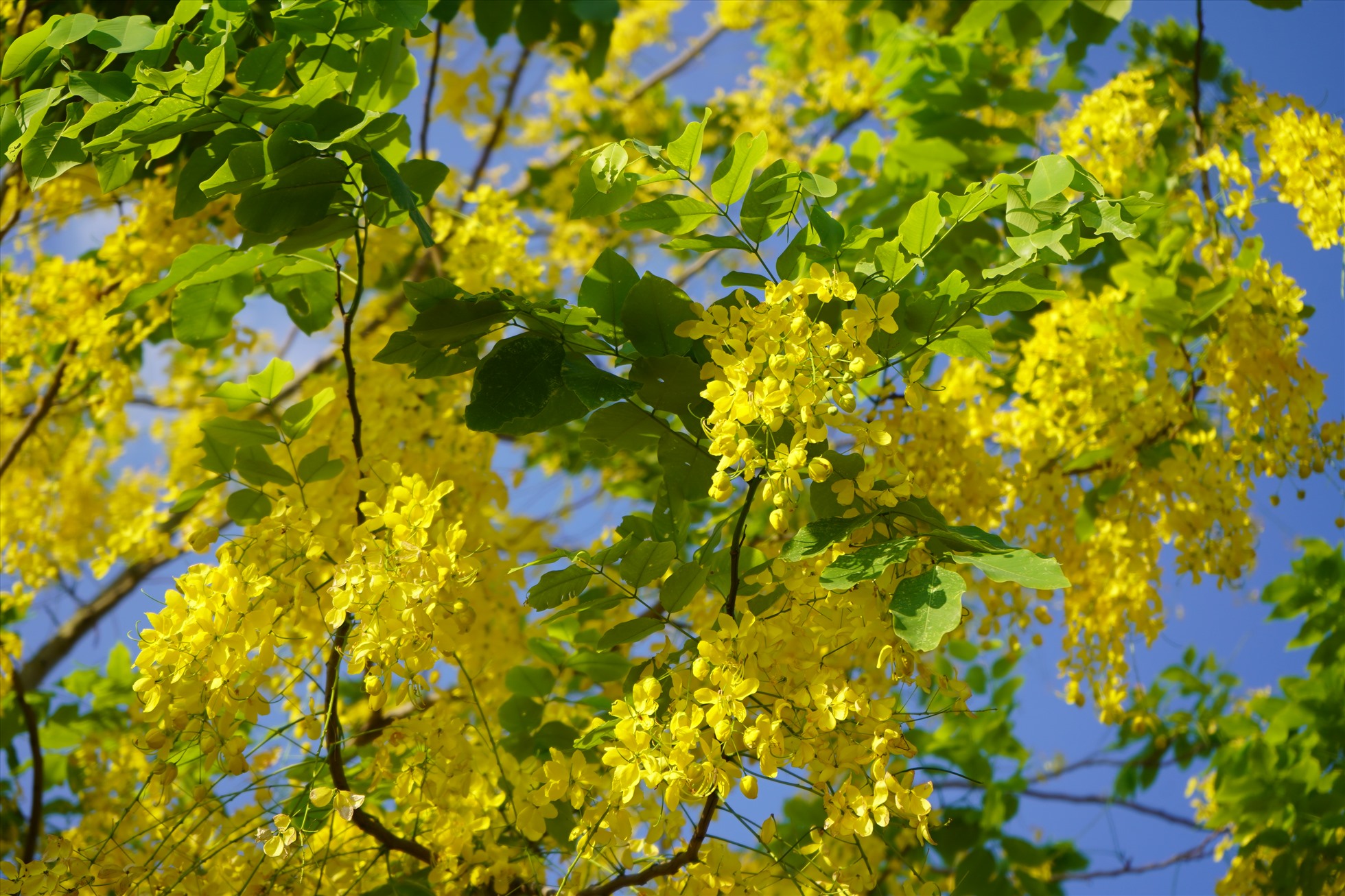 Muồng hoàng yến vàng rực góc công viên phía sau Trung tâm Triển lãm thành phố Hải Phòng. Ảnh: Mai Dung