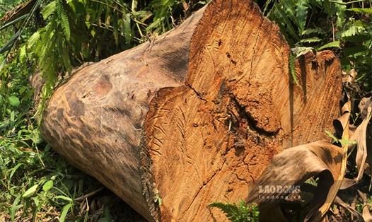 Những cây gỗ lớn đường kính tới hơn 50cm bị chặt hạ tại rừng phòng hộ xã Cây Thị (Đồng Hỷ, Thái Nguyên). Ảnh: Việt Bắc