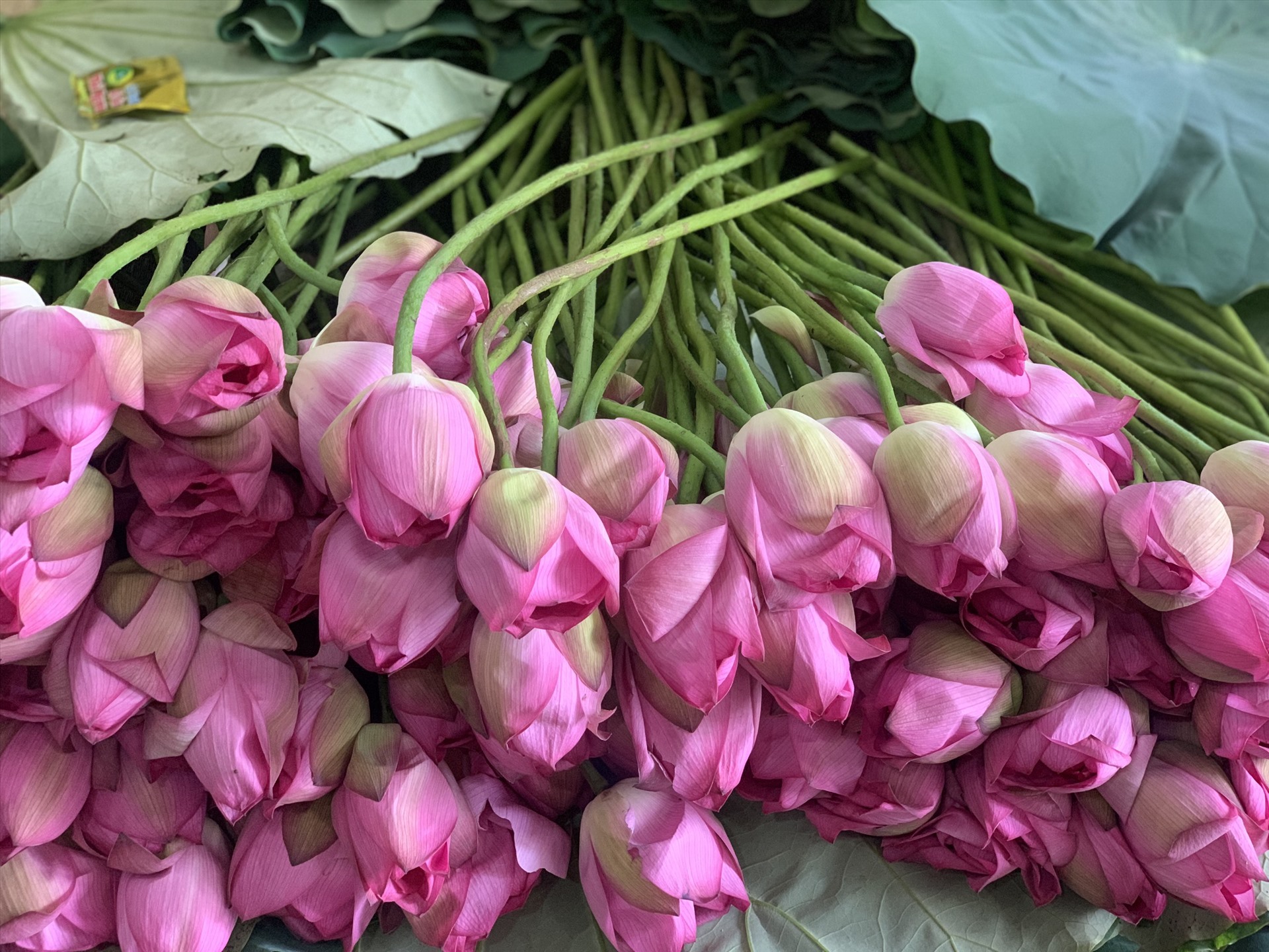 Hoa sen Hồ Tây. Ảnh: Hải An