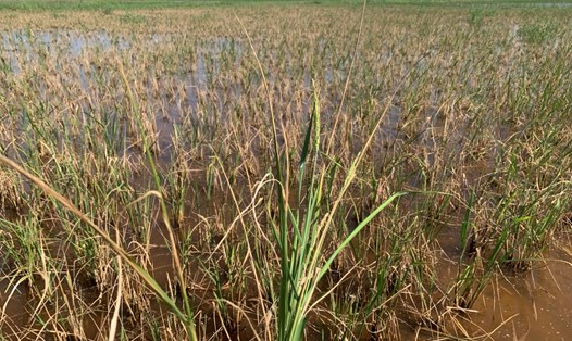 Hàng trăm ha lúa xuân ở huyện Thái Thụy, tỉnh Thái Bình bị chết do đất bốc chua mặn. Ảnh: Nam Hồng