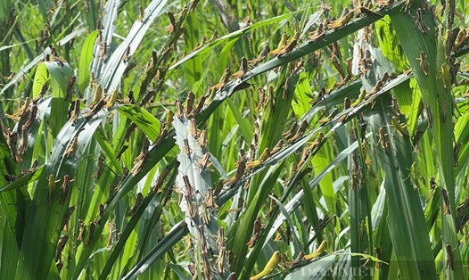 Châu chấu bám dày đặc trên cây trồng của người dân tại xã Nghĩa Bình (Tân Kỳ - Nghệ An). Ảnh: Hải Đăng