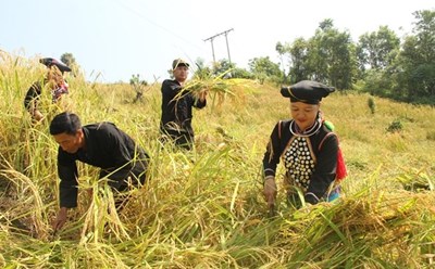 Bà con đồng bào dân tộc Si La, huyện Mường Tè phấn khởi thu hoạch lúa. Ảnh: TTXVN