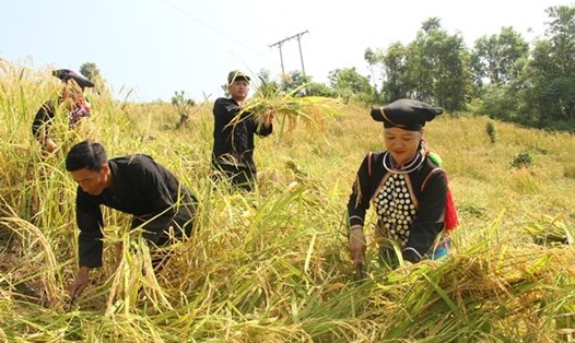 Bà con đồng bào dân tộc Si La, huyện Mường Tè phấn khởi thu hoạch lúa. Ảnh: TTXVN