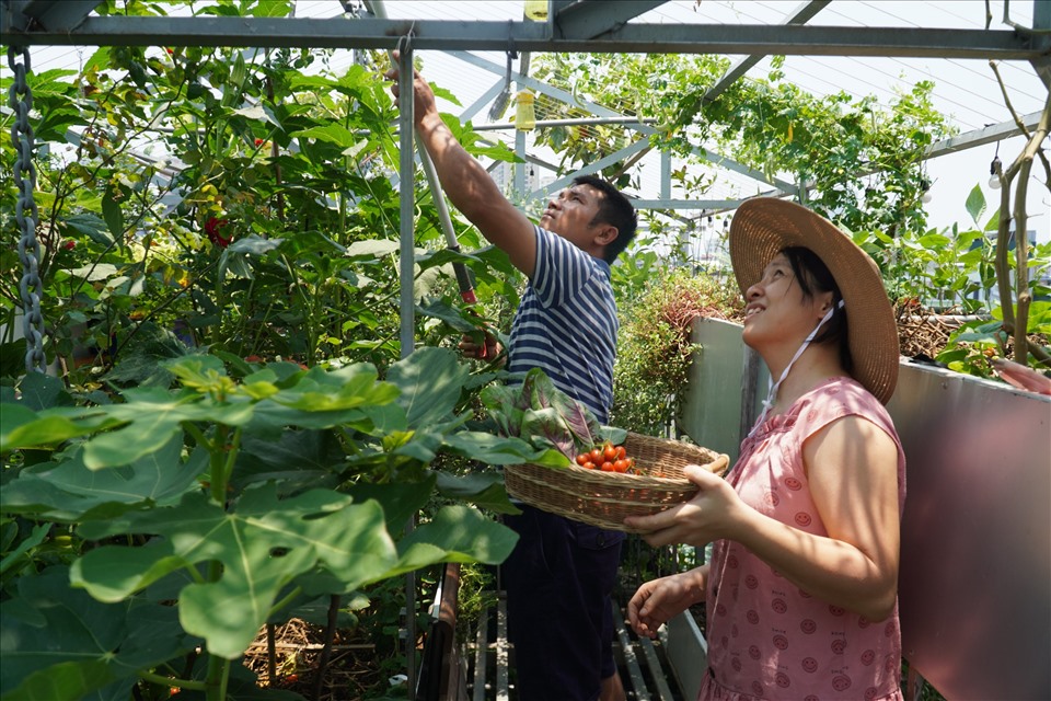 Vợ chồng anh Nguyễn Hà Giang nắm bắt xu hướng “làm nông trên phố”, thành công khởi nghiệp. Ảnh: Tuyết Lan
