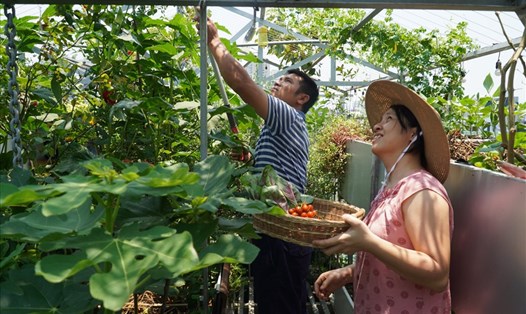 Vợ chồng anh Nguyễn Hà Giang nắm bắt xu hướng “làm nông trên phố”, thành công khởi nghiệp. Ảnh: Tuyết Lan