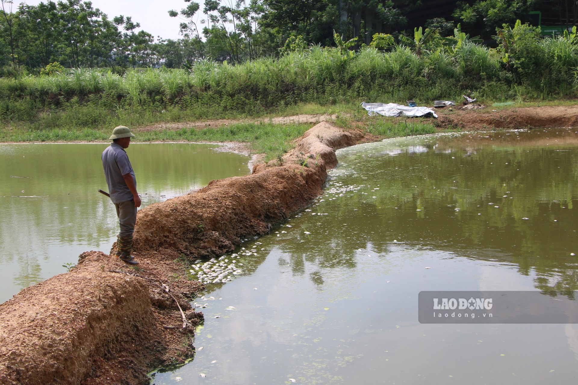 Có ao nuôi cạnh Trang trại bò sữa, người dân thôn Tân Thịnh xót xa nhìn cả tấn cá chết trắng.