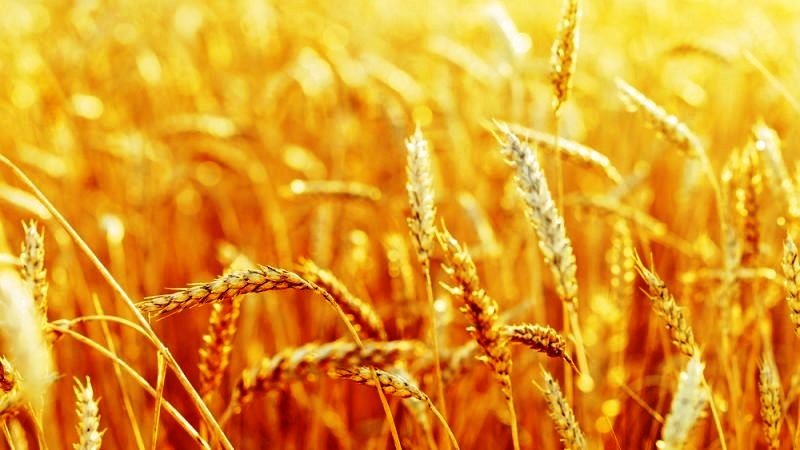 Những thử nghiệm thực địa đầu tiên của lúa mì chỉnh sửa gene bằng công cụ CRISPR. Ảnh theo nguồn: Euractiv