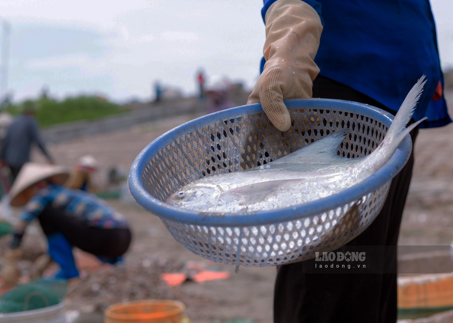 Hệ động vật nổi và động vật đáy ở đây có trên 500 loài. Đa số các loài động vật đáy là những loài rộng muối, chịu được sự chênh lệch về nồng độ muối. Mật độ và sinh khối của các loài động vật đáy trong rừng ngập mặn khá đa dạng, phong phú, mang lại giá trị kinh tế cao cho người dân địa phương.