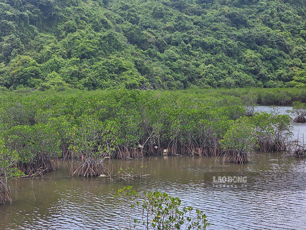 Theo đánh giá của Chi cục Kiểm lâm tỉnh Quảng Ninh, rừng ngập mặn đang sinh trưởng, phát triển tốt. Ảnh: Đoàn Hưng