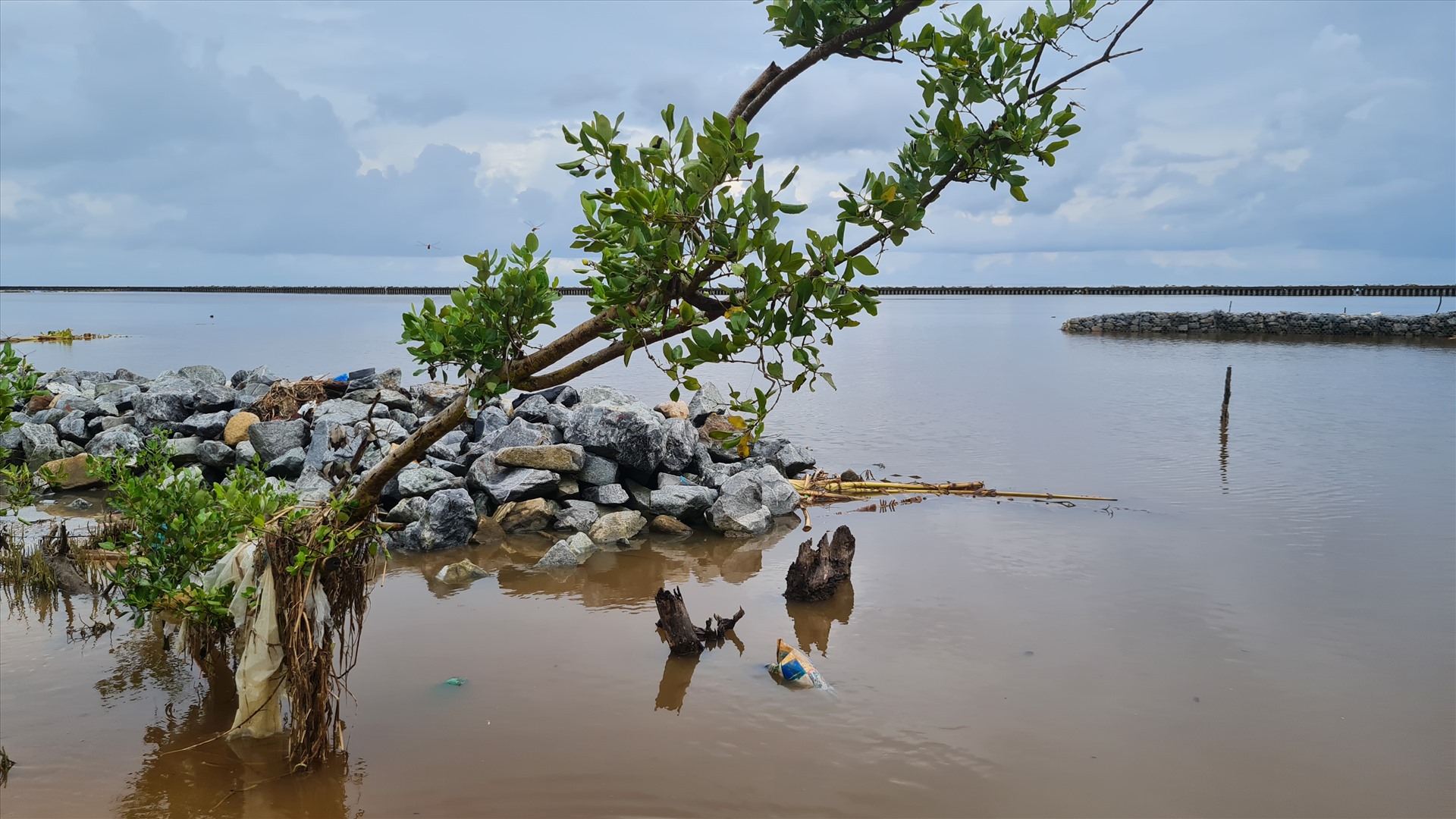 10 năm sạt lở, tỉnh Cà Mau mất 5.200 ha rừng, chủ yếu rừng ven biển. Ảnh: Nhật Hồ