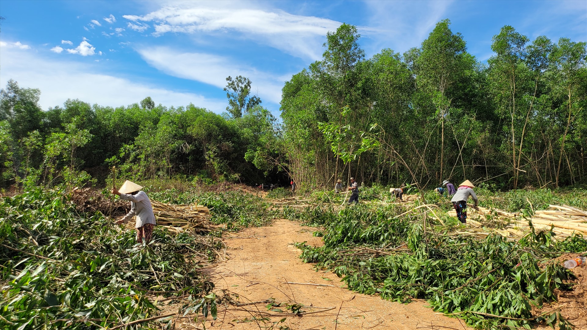 Người dân thu hoạch keo, nhường đất phục vụ triển khai dự án cao tốc Bắc - Nam. Ảnh: Ngọc Viên