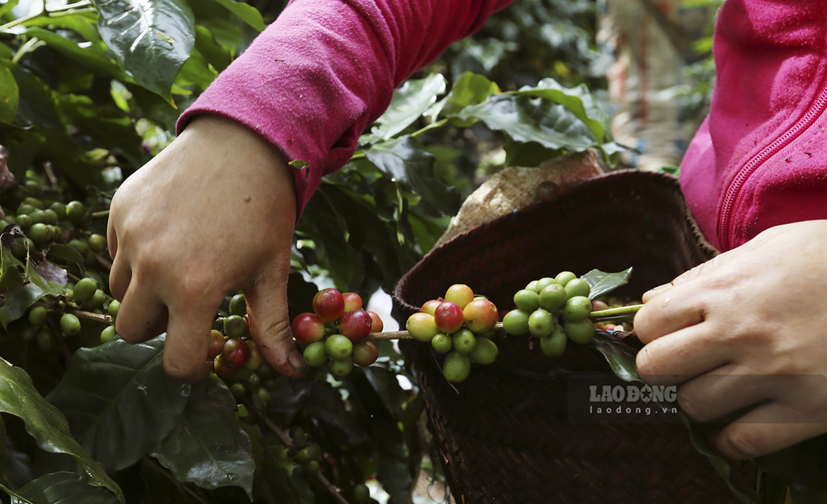 Cà phê Arabica Mường Ảng có thời điểm có giá xuất khẩu cao gấp 2 lần cà phê Robusta.