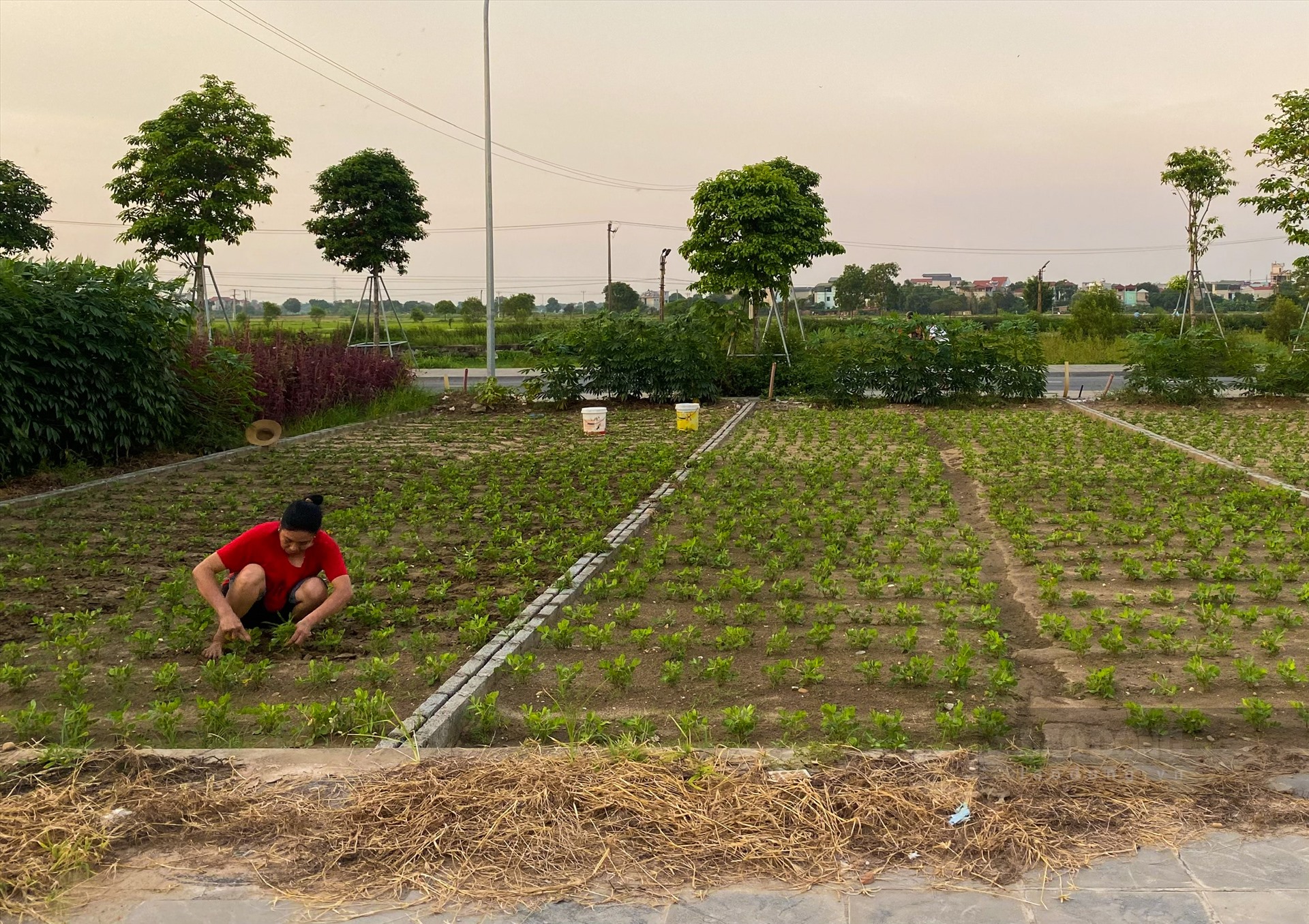 Một số người tận dụng diện tích trong các ô đất khu X1 xã Mai Lâm, Đông Anh để trồng rau. Ảnh: Tuyết Lan