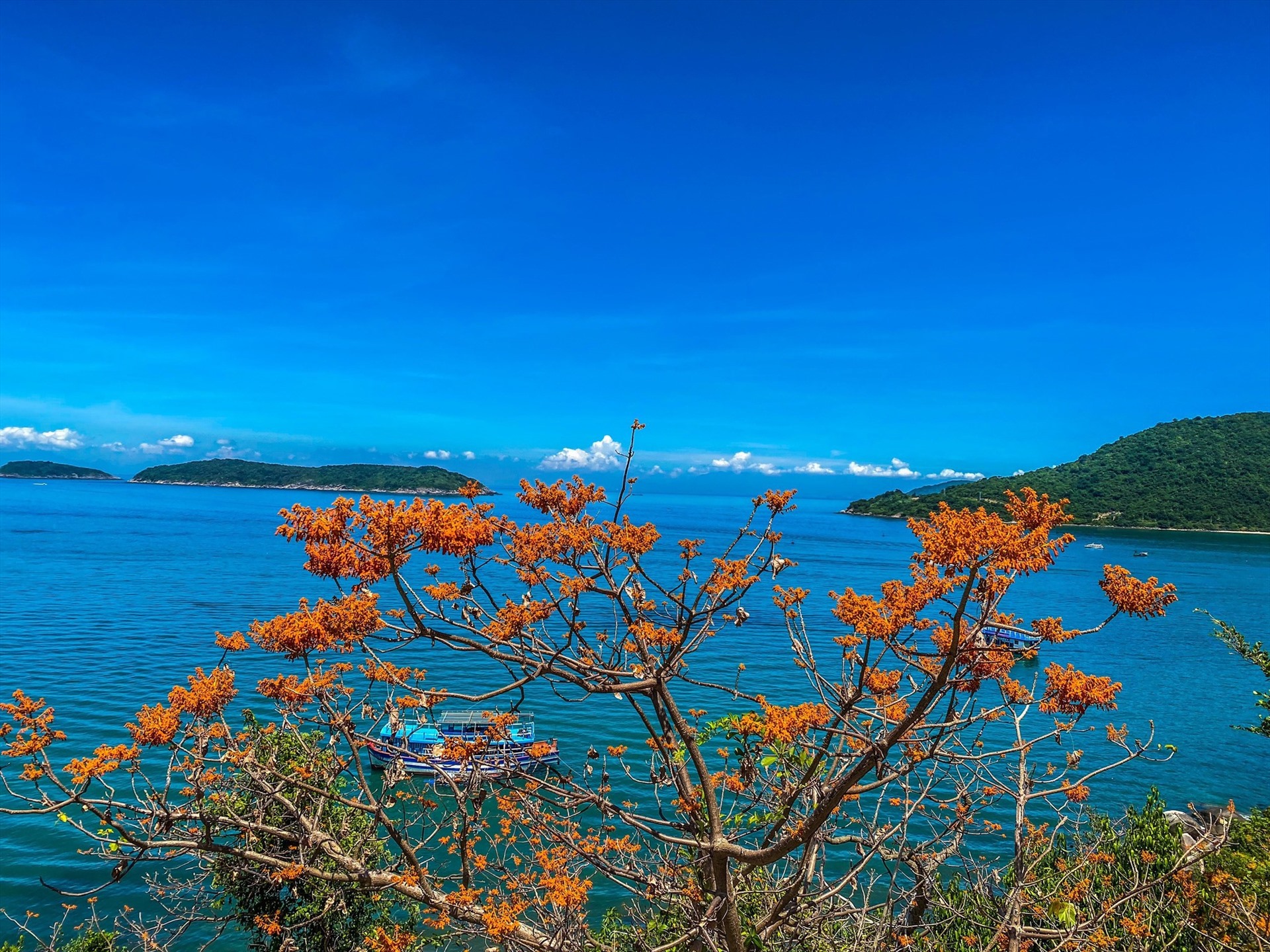 Lễ hội "Cù Lao Chàm - Mùa hoa ngô đồng đỏ" sắp được tổ chức ở Quảng Nam. Ảnh: Quàng Trần