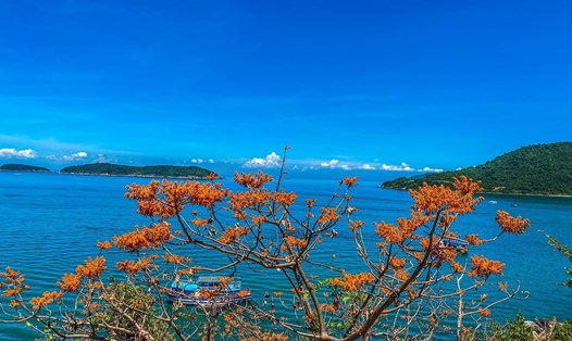 Lễ hội "Cù Lao Chàm - Mùa hoa ngô đồng đỏ" sắp được tổ chức ở Quảng Nam. Ảnh: Quàng Trần