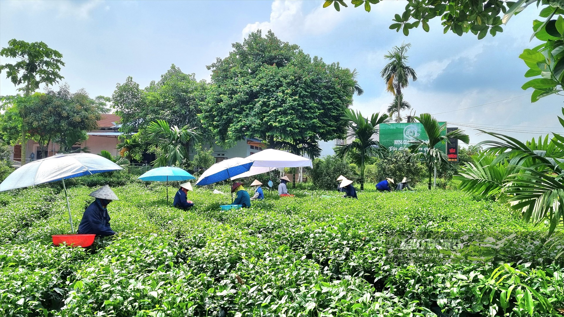 Nhiều giáo viên hợp đồng giao khoán lựa chọn đi làm công nhân, hái chè thuê để kiếm thu nhập. Ảnh: Lam Thanh