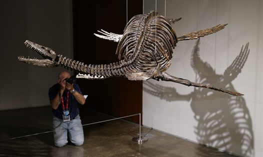 Hoá thạch của loài khủng long được cho là có liên quan tới quái vật hồ Loch Ness ở Anh. Ảnh: AFP