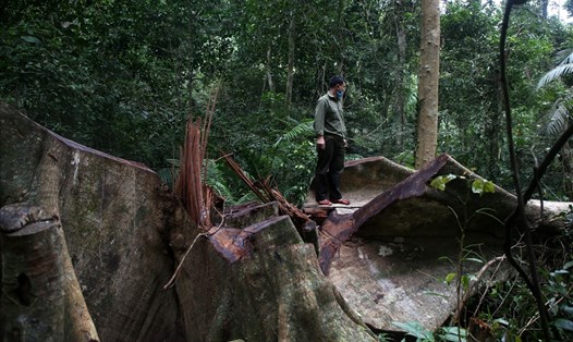  Rừng đặc dụng tại tiểu khu 645 thuộc phân khu bảo vệ nghiêm ngặt của Khu bảo tồn thiên nhiên Bắc Hướng Hóa, huyện Hướng Hóa, tỉnh Quảng Trị bị phá. Ảnh: Hưng Thơ