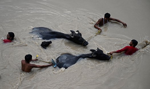 Người dân New Delhi, Ấn Độ dắt gia súc qua dòng nước lũ của sông Yamuna ngày 12.7. Ảnh: AFP