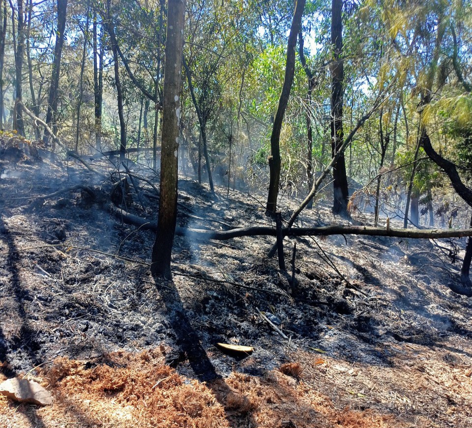 Vụ cháy gây thiệt hại lên đến hàng chục ha rừng. Ảnh: Quang Đại