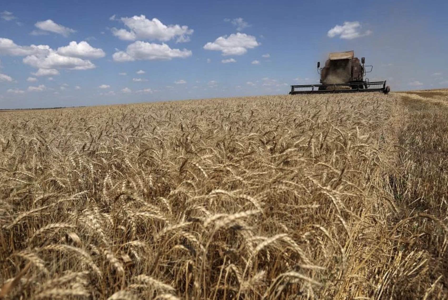 Thu hoạch lúa mì ở Ukraina. Ảnh: AFP