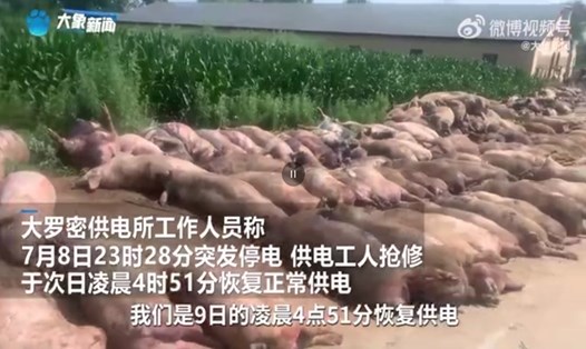 462 con lợn chết vì sốc nhiệt ở Cáp Nhĩ Tân, tỉnh Hắc Long Giang, Trung Quốc. Ảnh: Sina Weibo
